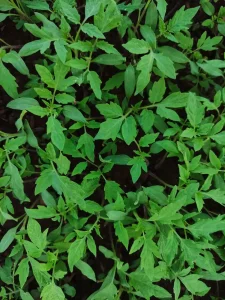 Best Soil for Tomatoes