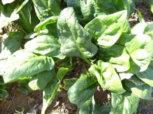 Spinach Seeds