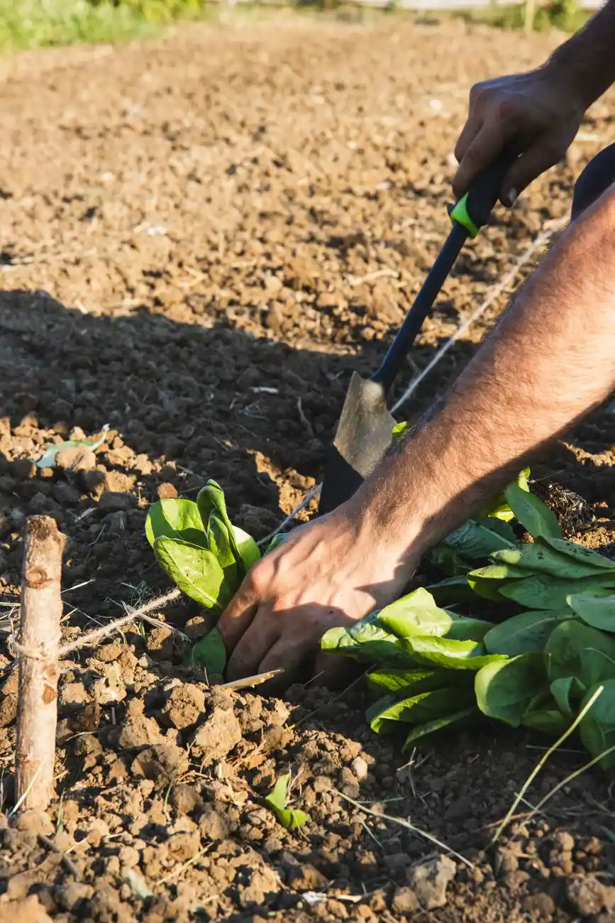 Close up of a gardener planting spinach with a hand tool in the field