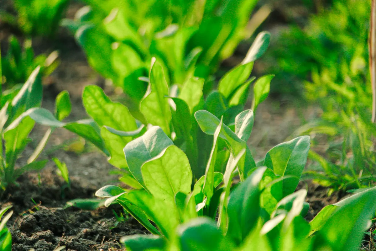 Young spinach plants with spade-shaped leaves growing in a garden bed