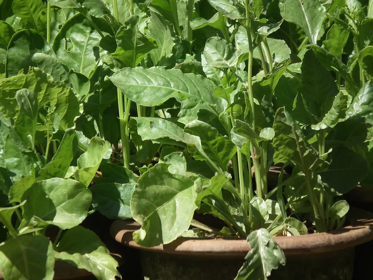 spinach plants stretching upright in a pot as they begin to bolt