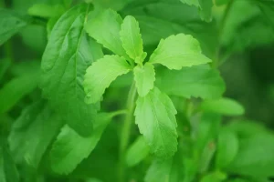 Stevia Seeds