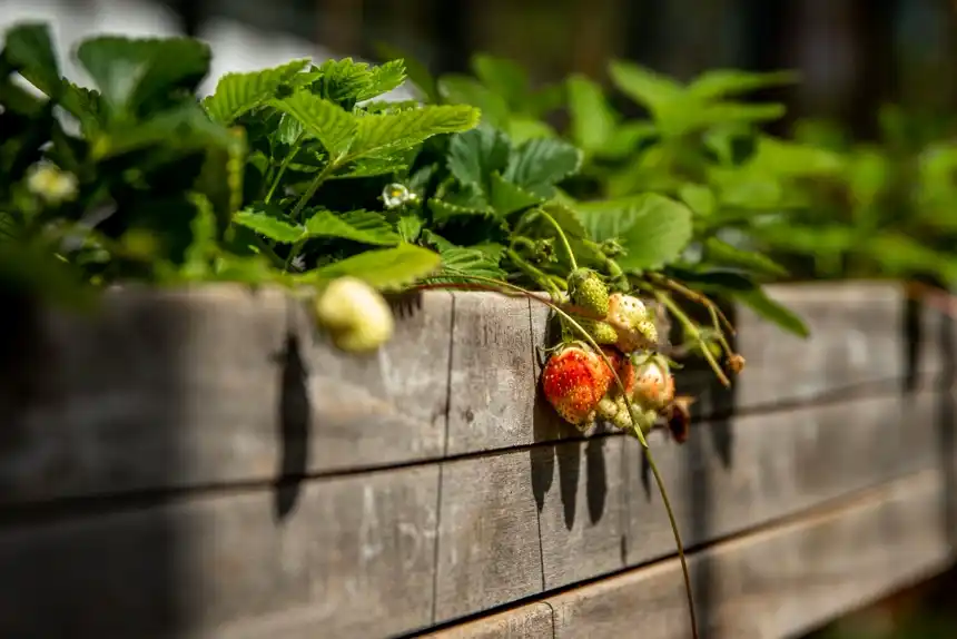 Strawberry plants fruiting over the edge of a wooden raised planter