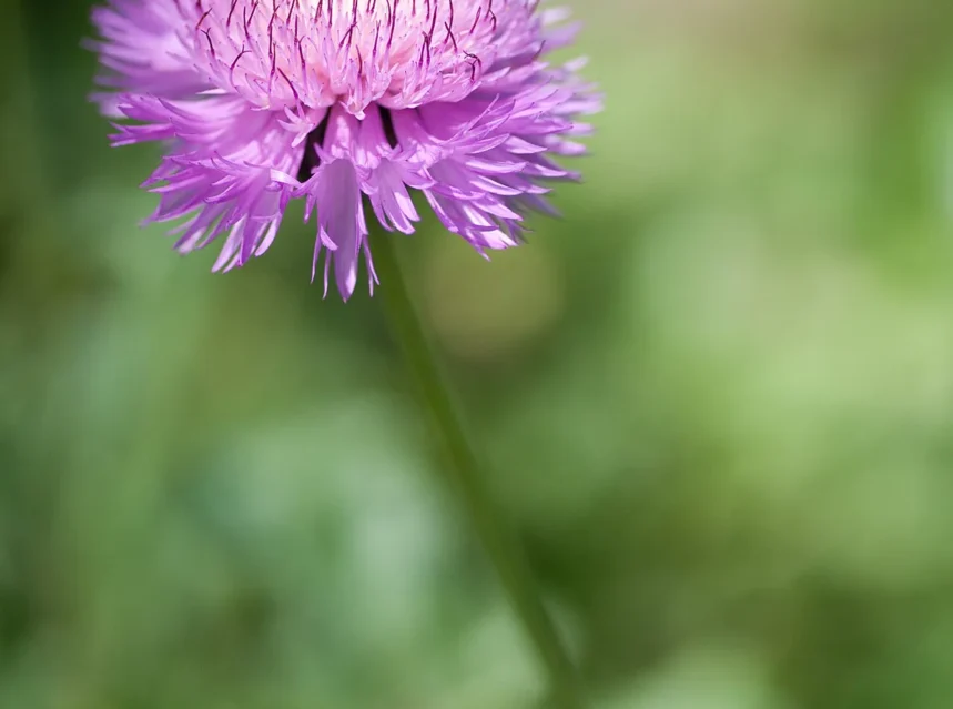 Sweet sultan seeds — pink sweet sultan flower with a fringed thistle-like head on a slender bending stem