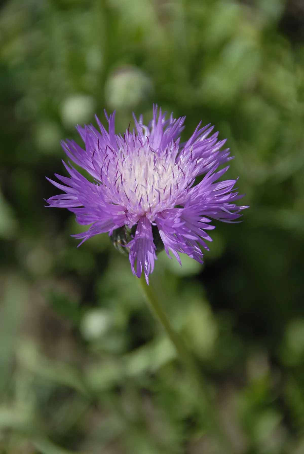 Lavender sweet sultan flower with feathery fringed petals