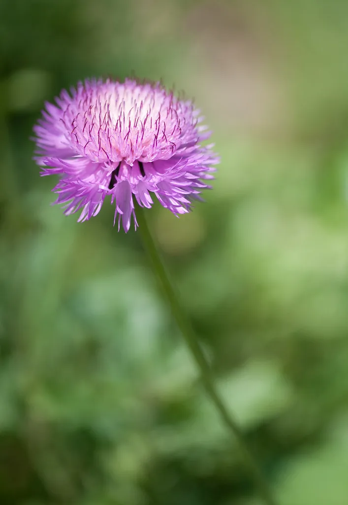 Single purple sweet sultan bloom with pale centre and fringed florets