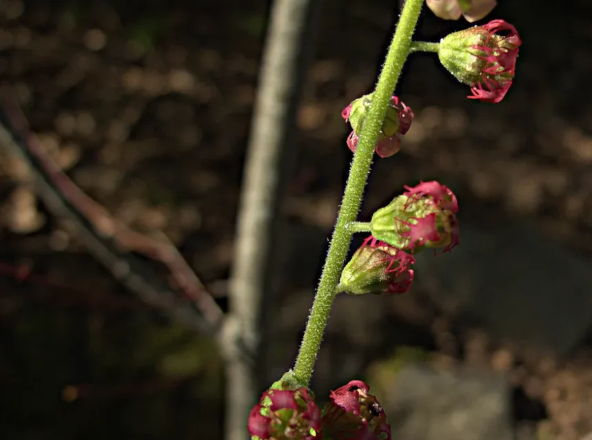 Tellima fringe cups seeds — fringe cups flower stem carrying green and pink cup-shaped flowers with fringed petals