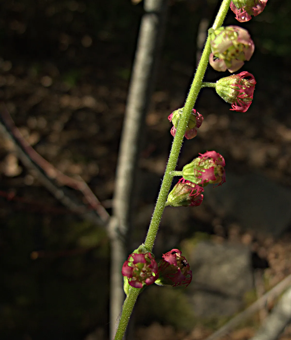 Close up of fringe cups flowers showing pink-tinged fringed petals on the stem