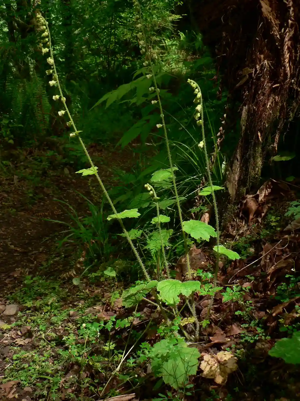 Fringe cups Tellima grandiflora plants with tall flower wands and maple-shaped leaves in woodland