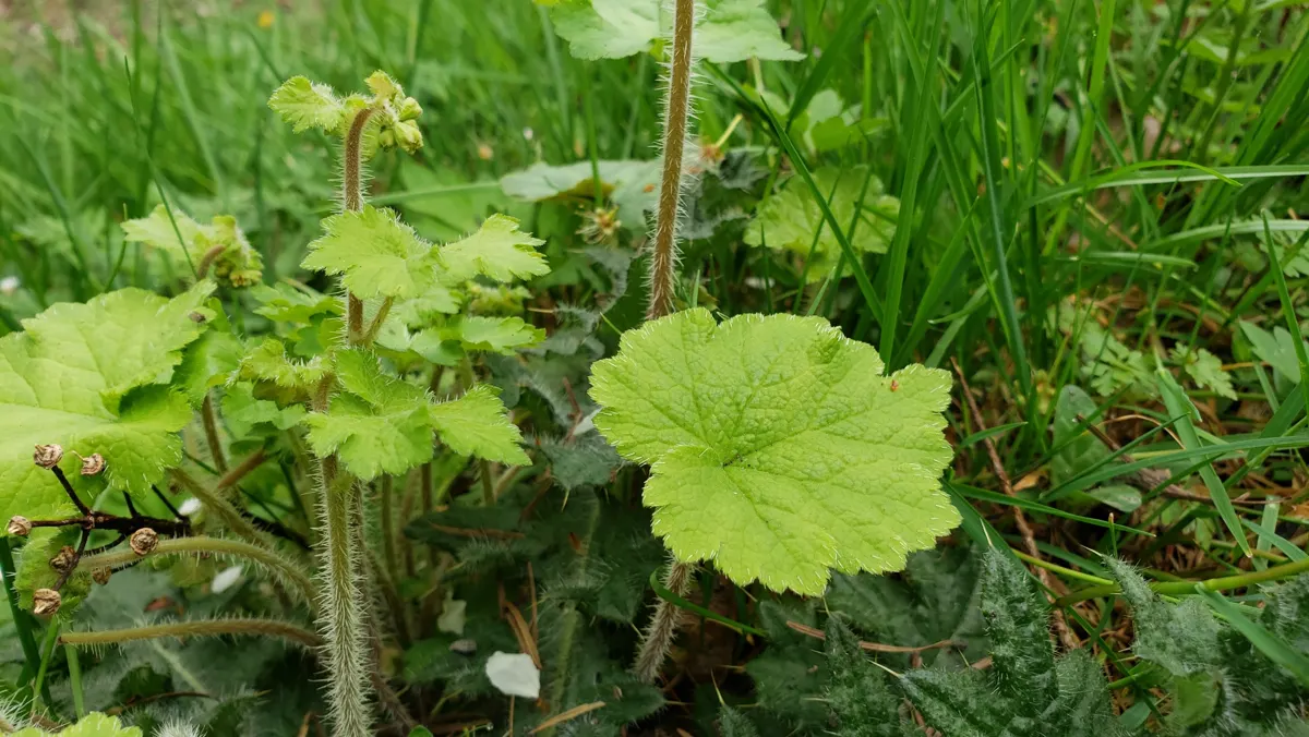 rounded scalloped fringe cups leaves with hairy stems forming a low ground-cover clump