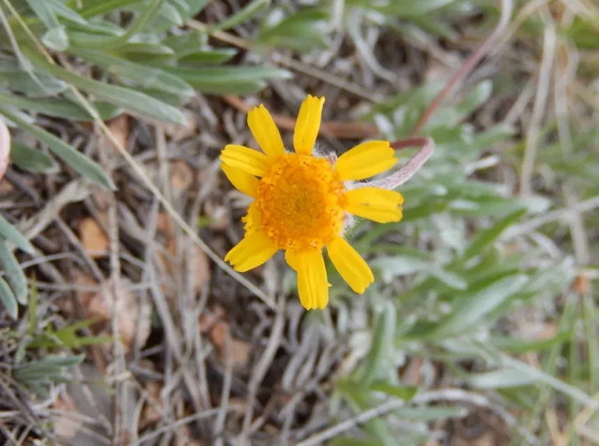Four nerve daisy seeds — yellow four-nerve daisy flower with notched ray tips above narrow grey-green leaves