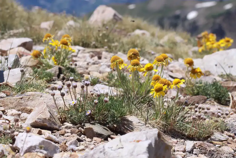 Yellow four-nerve daisies flowering on an alpine rocky slope
