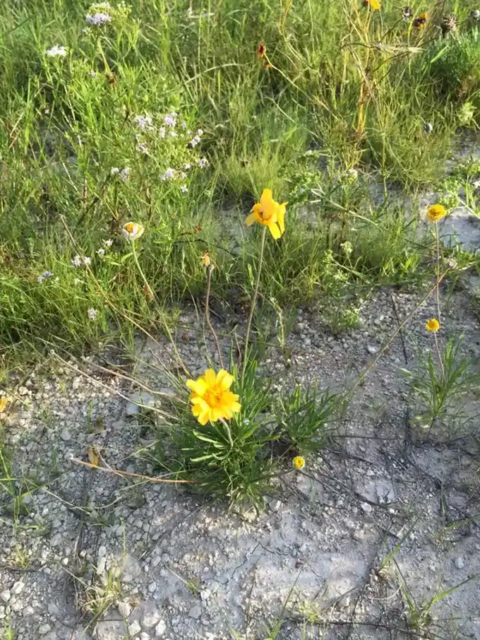 Four-nerve daisy plants blooming in dry gravelly ground with a basal rosette of leaves