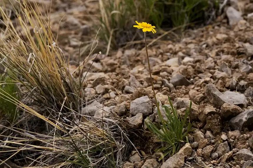 Single yellow four-nerve daisy on a long leafless stalk rising from stony ground