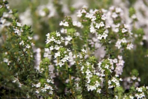 Best Thyme Seeds: Top Varieties and Growing Guide