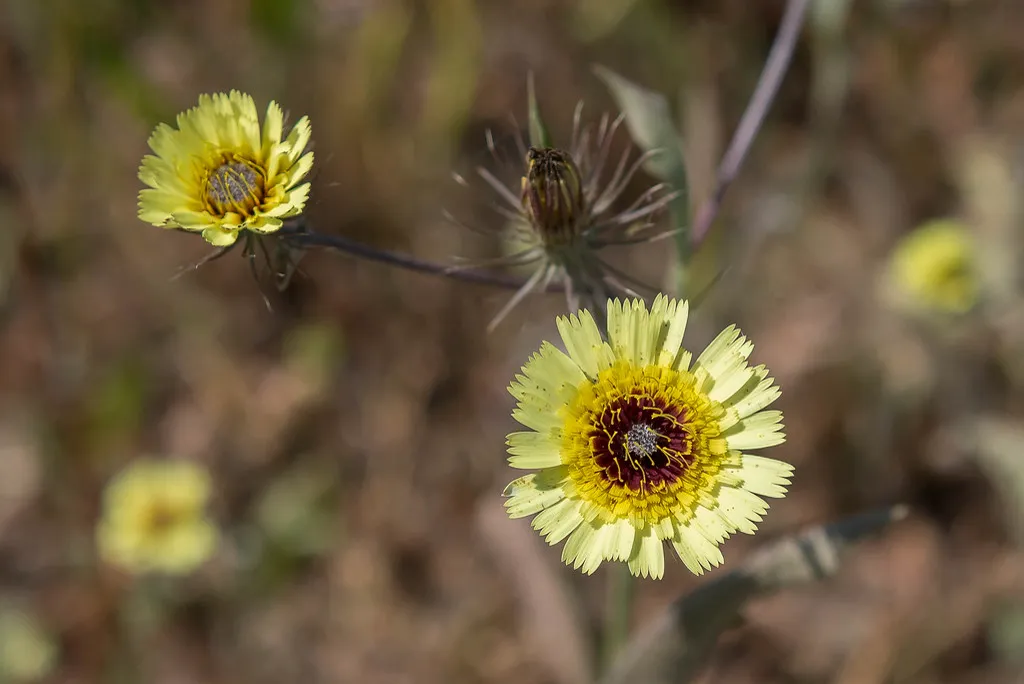 Two yellow Tolpis barbata flowers with dark centres in grassland