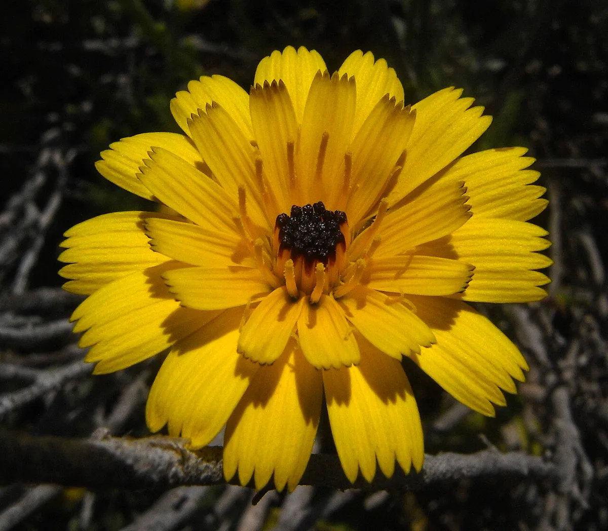 Yellow Tolpis barbata daisy flower with a dark eye on a slender stem
