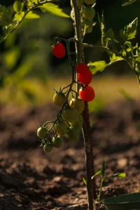 Tomato Seeds