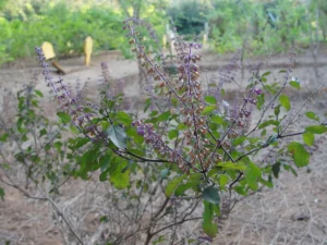 Best Tulsi Seeds: Holy Basil Growing Guide