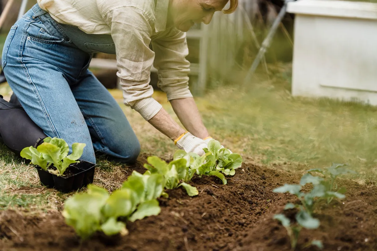 Hands planting young lettuce seedlings into a prepared bed