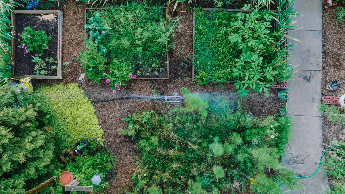 Vegetable plot seen from above with separate planted beds and paths