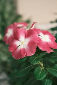 Vinca Seeds