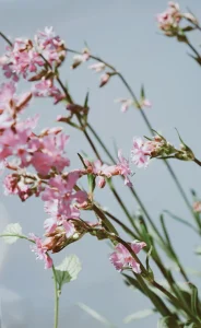Viscaria Seeds