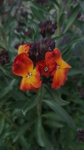 Best Wallflower Seeds