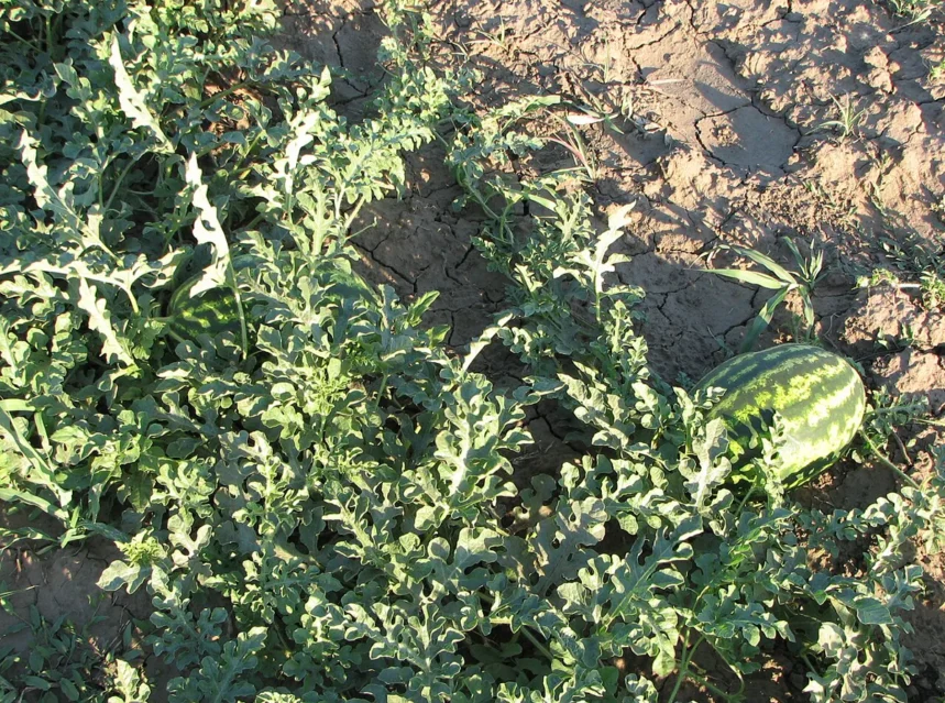 Watermelon seeds — watermelon ripening on a sprawling vine of deeply lobed leaves in a dry field