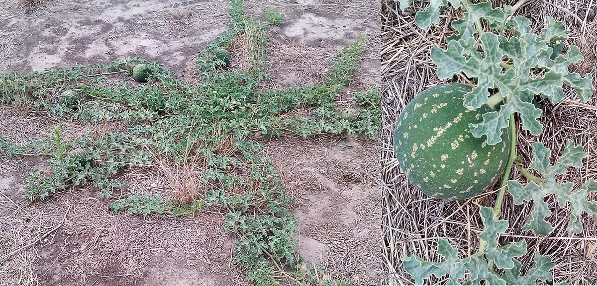 Watermelon vine trailing across sandy soil with a developing fruit