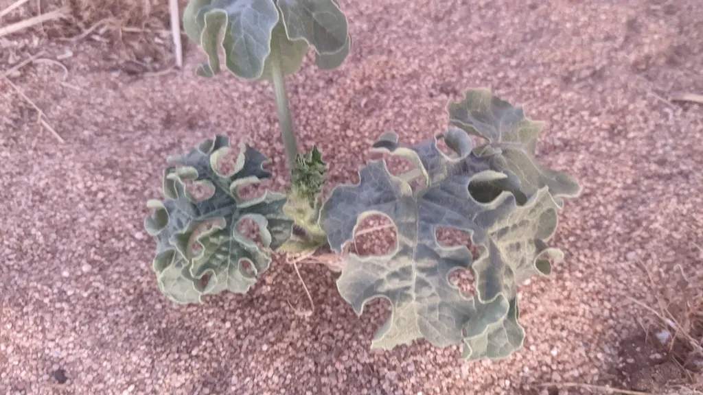 Young watermelon seedling with deeply lobed leaves on sandy soil