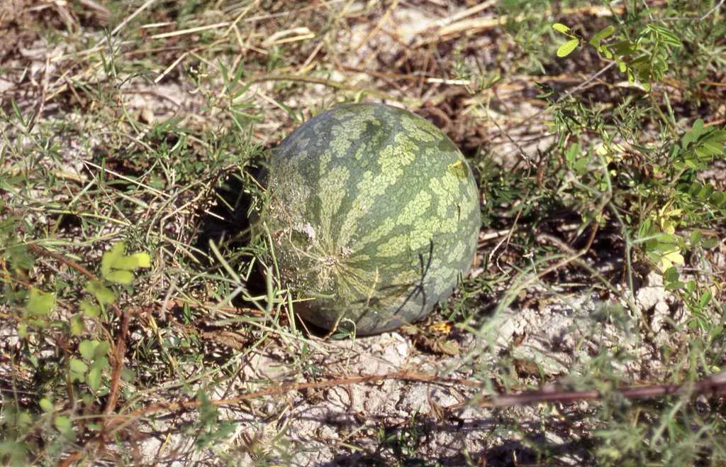 Striped watermelon resting on the ground beside its trailing vine