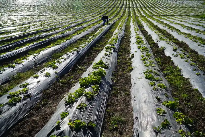 Field rows covered with plastic film sheeting to suppress weeds