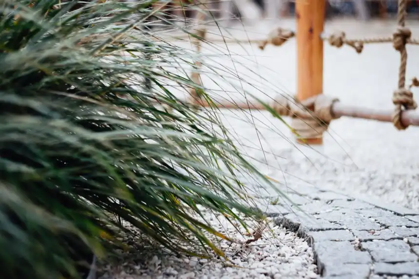 Ornamental grass growing from a gravel bed beside a paved path