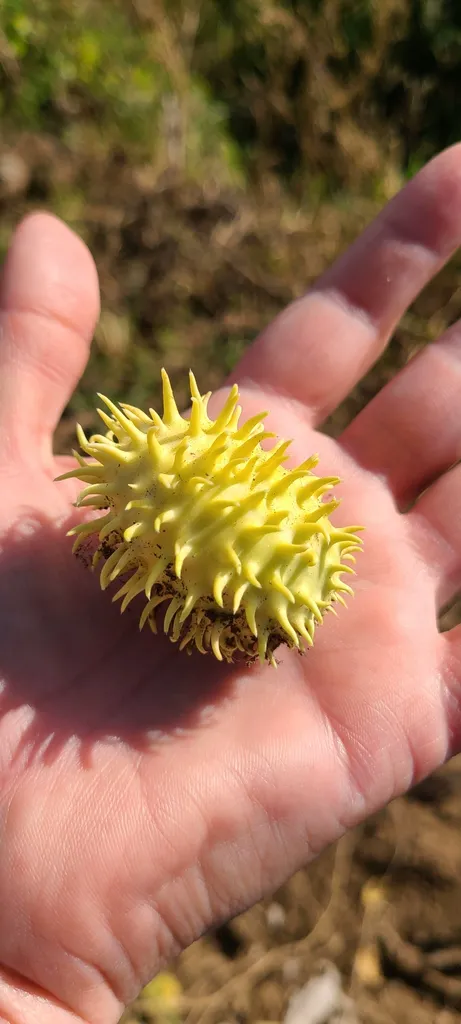 Single ripe yellow West Indian gherkin held in an open hand