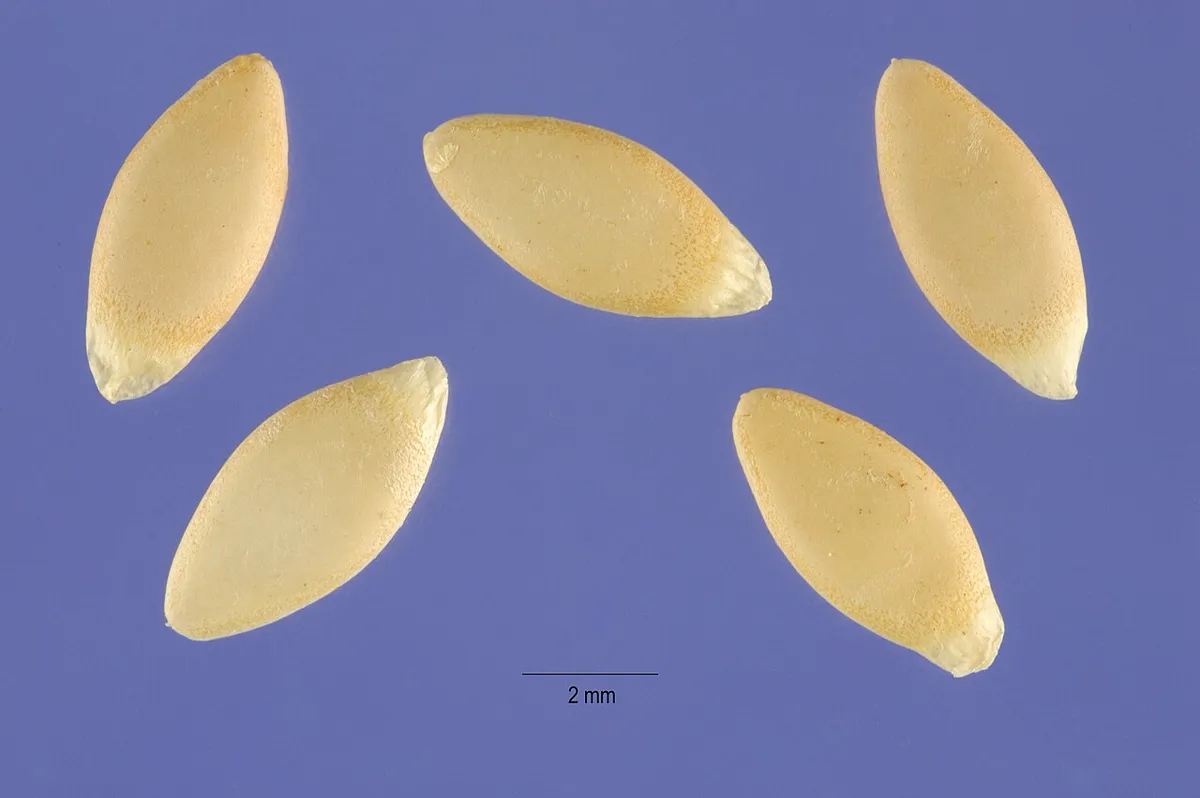 Five flat cream West Indian gherkin seeds photographed against a blue background