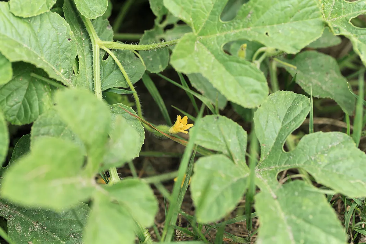 West Indian gherkin vine with deeply lobed leaves and a small yellow flower