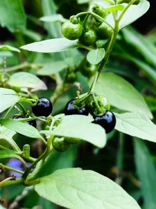 Best Wonderberry Seeds