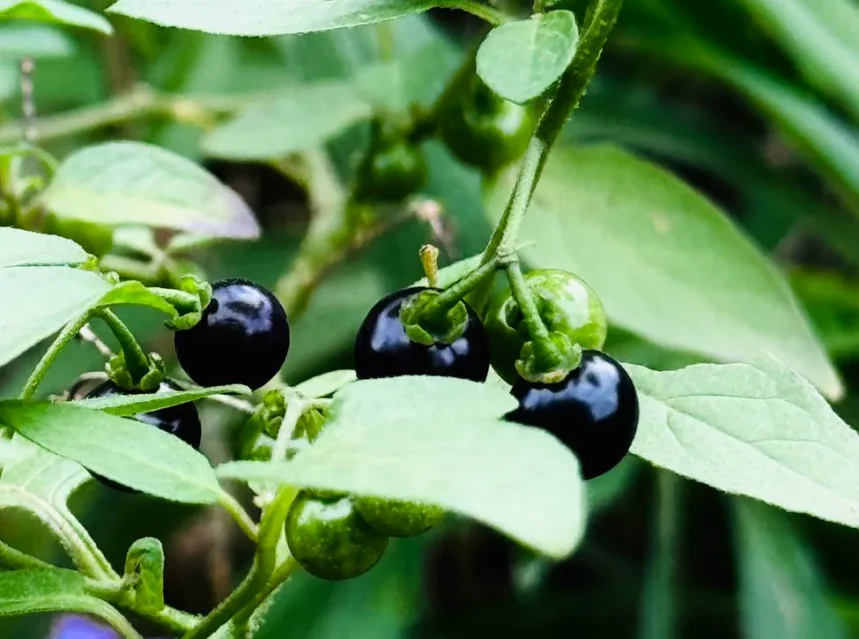 Wonderberry seeds — cluster of glossy black and unripe green nightshade berries on a soft-leaved stem