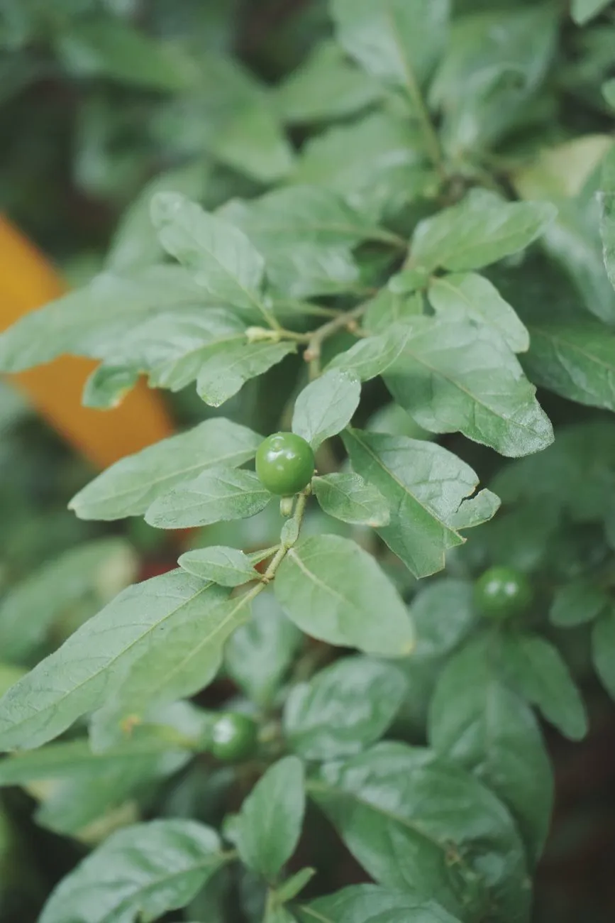 Green unripe wonderberry Solanum berries on the plant