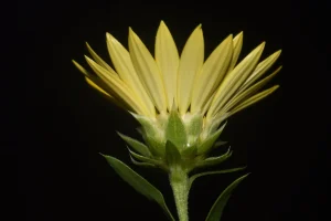 Sleepy Daisy Seeds