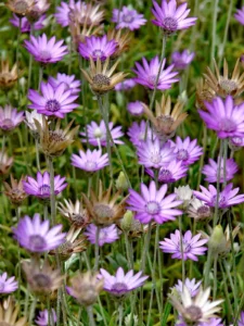 Best Xeranthemum Seeds