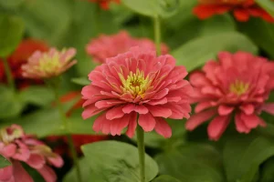Zinnia Seeds