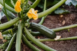 Zucchini Seeds