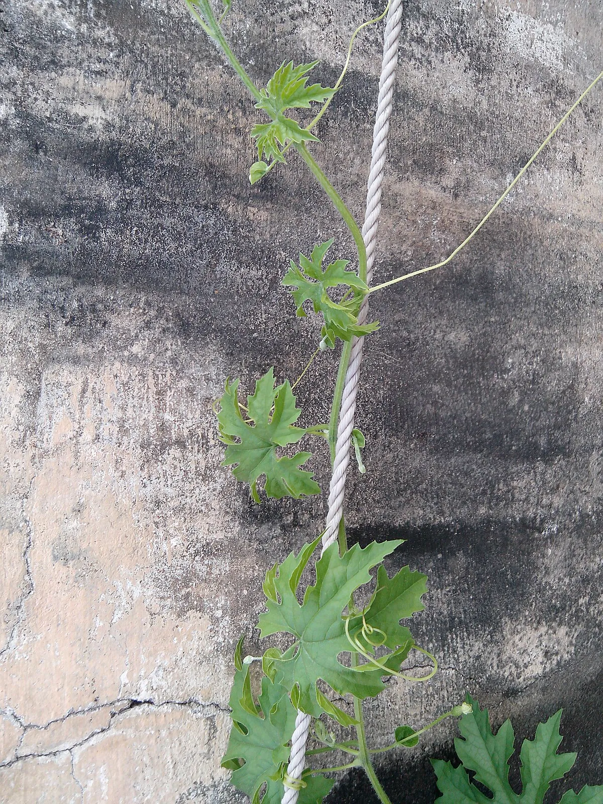 Bitter gourd vine climbing a rope with deeply lobed leaves and tendrils