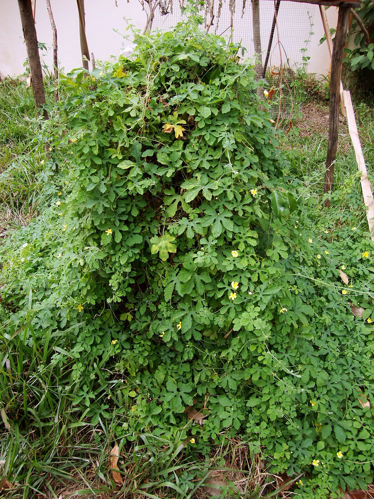 Dense mound of bitter gourd vine covering a frame in a garden
