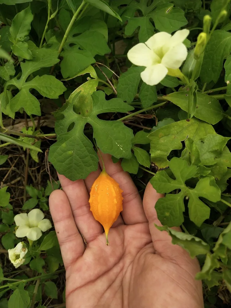 Small orange ripe bitter gourd held in a hand beside the flowering vine