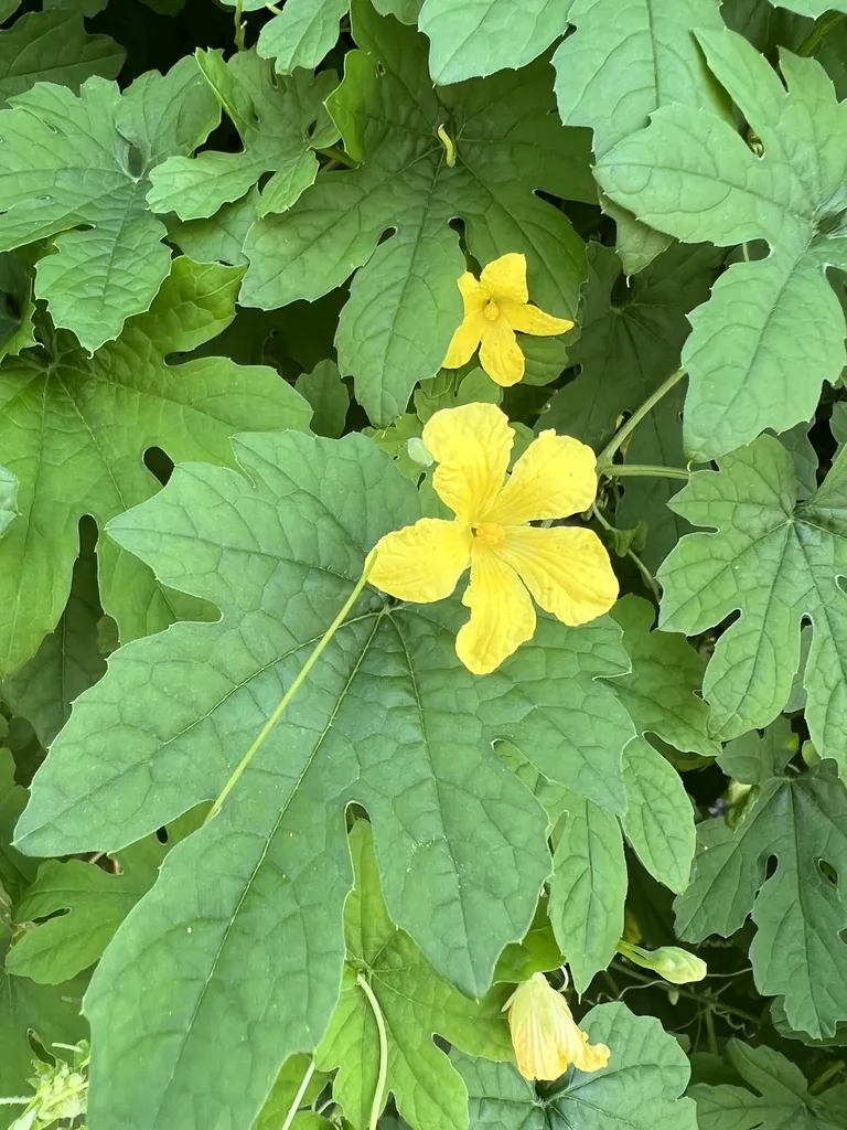 Yellow bitter gourd flower open among the vine's lobed green leaves