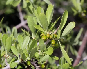 How to Grow Buffalo Berry
