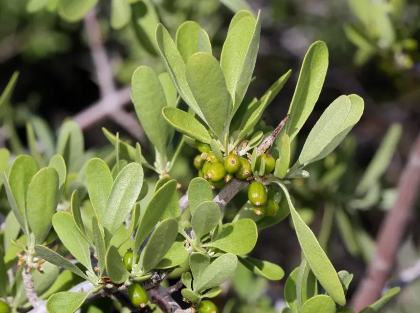 How to grow buffalo berry — silvery-green buffaloberry shrub foliage with clusters of small unripe green berries